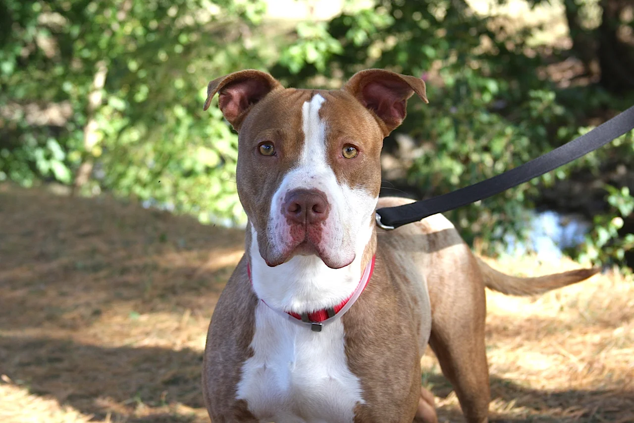 Pitbull Awareness Month — Lehigh Valley Humane Society